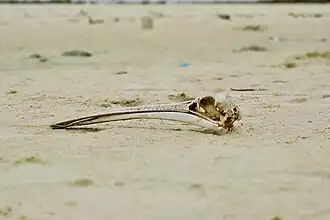 Crâne et bec d’un Pélican mort sur l’île du parc de la Langue de Barbarie