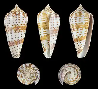 Description de l'image Phasmoconus lynceus 01.jpg.