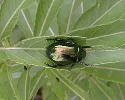 Anomala mongolica.