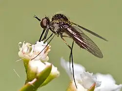 Geron sp.