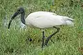 Ibis à tête noire