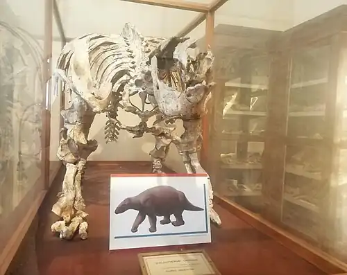 Squelette de Scelidotherium capellinii, une espèce de paresseux terrestres, retrouvé en Argentine.