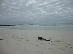 Iguane marin marchant sur la plage de Tortuga Bay, sur l'île Santa Cruz.