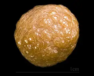 Sphaérosidérite
