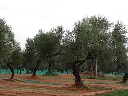 Calabre (Italie)