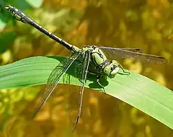 Gomphe serpentin (Libellulidae)