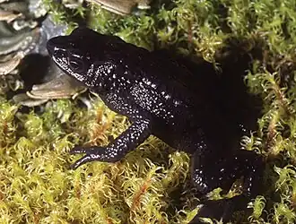 Description de l'image Atelopus tamaense.jpg.