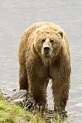 Ours brun