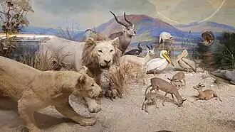 Diorama Paysage marécageux et faune du Soudan