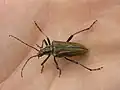 Oxymirus cursor Linnaeus, 1758