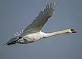 Cygne tuberculé
