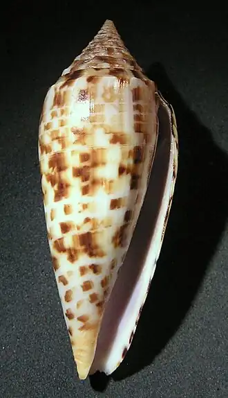 Description de l'image Conus pretiosus 001.jpg.