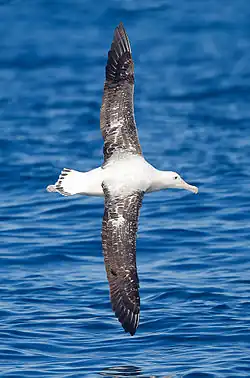 Photographie d'un oiseau en vol, au-dessus de la mer.