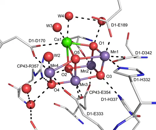 Structure du centre Mn4O5Ca du COE du PSII par cristallographie aux rayons X à 0,19&nbsp;nm[16].