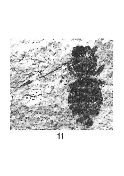 Dolichoderus coquandi éch. R659.