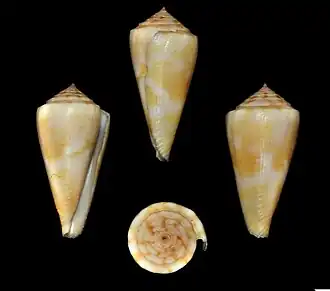 Description de l'image Conus aureonimbosus 001.jpg.