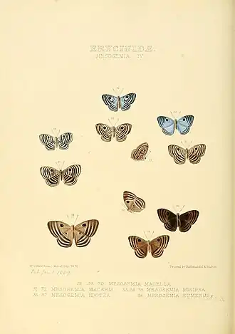 Description de l'image Illustrations of new species of exotic butterflies Mesosemia IV.jpg.