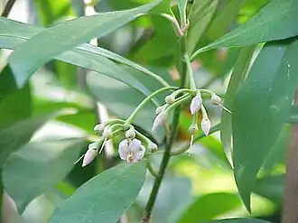 Description de l'image Ardisia polycephala2.jpg.