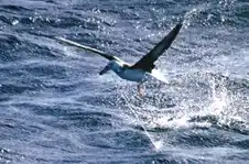 Photographie d'un oiseau au-dessus de la mer.
