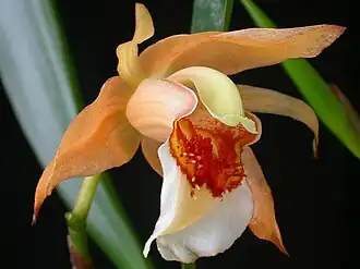 Description de l'image Coelogyne lawrenceana.jpg.