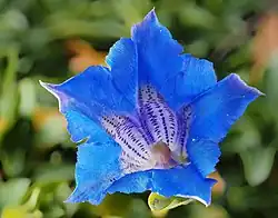 Fleur de gentiane acaule.