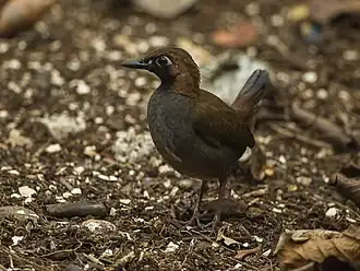 Tétéma coq-de-bois