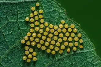 Œufs d'Acraea terpsicore.