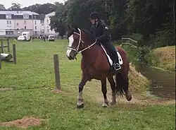 Antic, jument postière bretonne baie, pendant la qualification loisir du haras national de Lamballe en 2013.