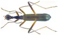 Coléoptère Neocollyris discretegrossesculpta