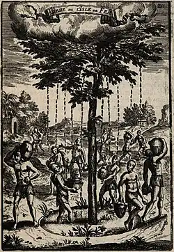 L'arbre fontaine ou Garoé, d'après une gravure tirée de Manesson Mallet (1683) qui n'avait jamais vu l'arbre, ne s'était pas rendu sur El Hierro et ne fit à l'égard de la géographie et de l'histoire qu'un travail de compilation. Les graveurs de même n'étaient pas hommes de terrain mais ce n'empêchait pas la bonne qualité graphique de leur travail.