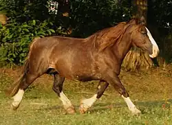 Reine de Since, jument alezane, robe la plus fréquente