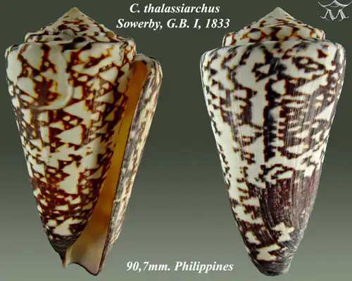 Conus thalassiarchus Sowerby, G.B. I, 1833