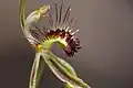 Caladenia corynephora, dans le parc national