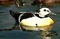 Eider de Steller