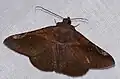 Papillon Arctiini (Ophisma minna).