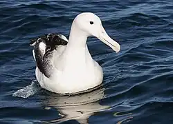 Photographie d'un oiseau posé sur l'eau.