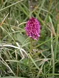 Gymnadenia × heuffleri, Dolomites