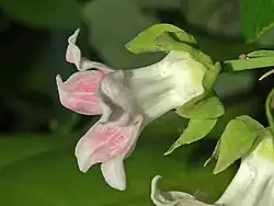 Fleur de profil.