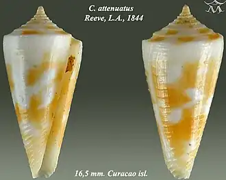 Description de l'image Conus attenuatus 1.jpg.