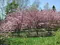 Jardin japonais, Roihuvuorentie 12-16.