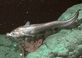 Un grenadier abyssal.