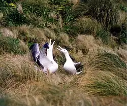 Photographie de deux oiseaux face à face, dans la végétation.