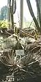 Dyckia maracasensis