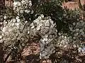 Les inflorescences sont très nombreuses.