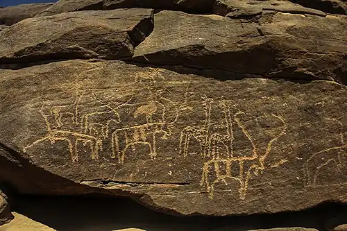 Un troupeau de bœufs