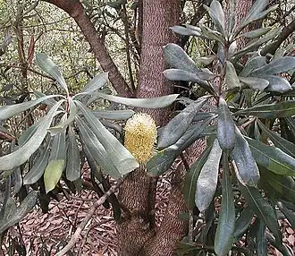 Description de l'image B integrifolia compar.jpg.