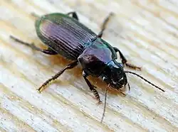 Harpalus tardus.