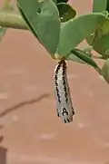 Chrysalide d'Acraea terpsicore.