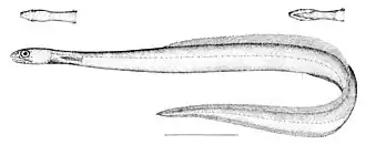 Description de l'image Derichthys_serpentinus.jpg.