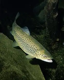 Salmo trutta.